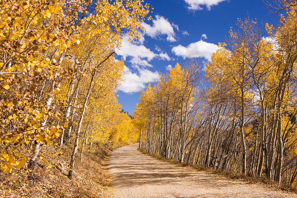 dirt road passing through a tunnel of aspen trees that are gold in color during the peak of fall