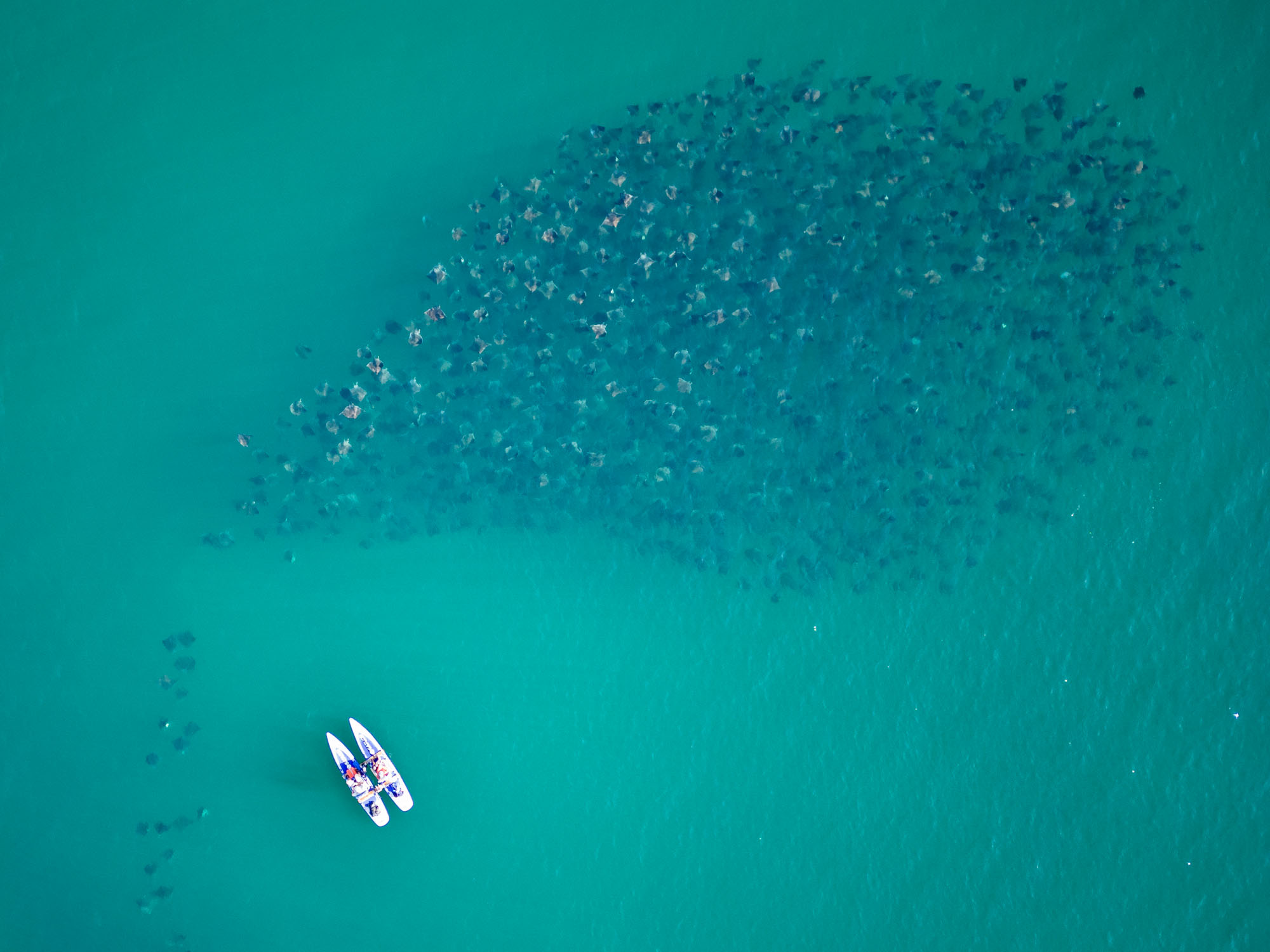 Aerial view two paddleboards near large stingray migration in turquoise water.